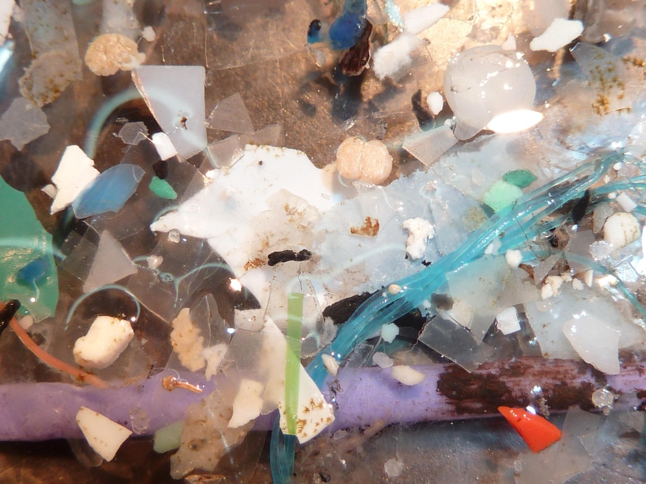 Microplastics 2026: The Invisible Crisis Inside Your Body