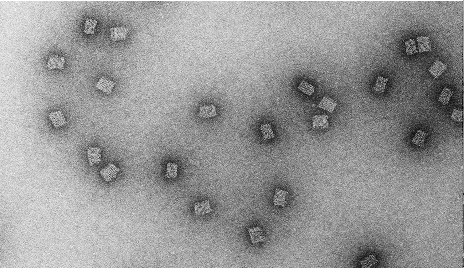 DoriVac: Harvard's DNA Vaccine That May Replace mRNA 2026