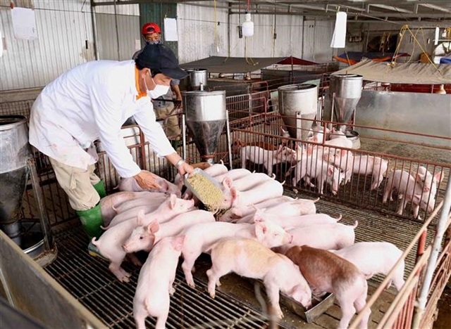 Vietnam Pork Prices Surge Toward 67,000 VND/kg Mark