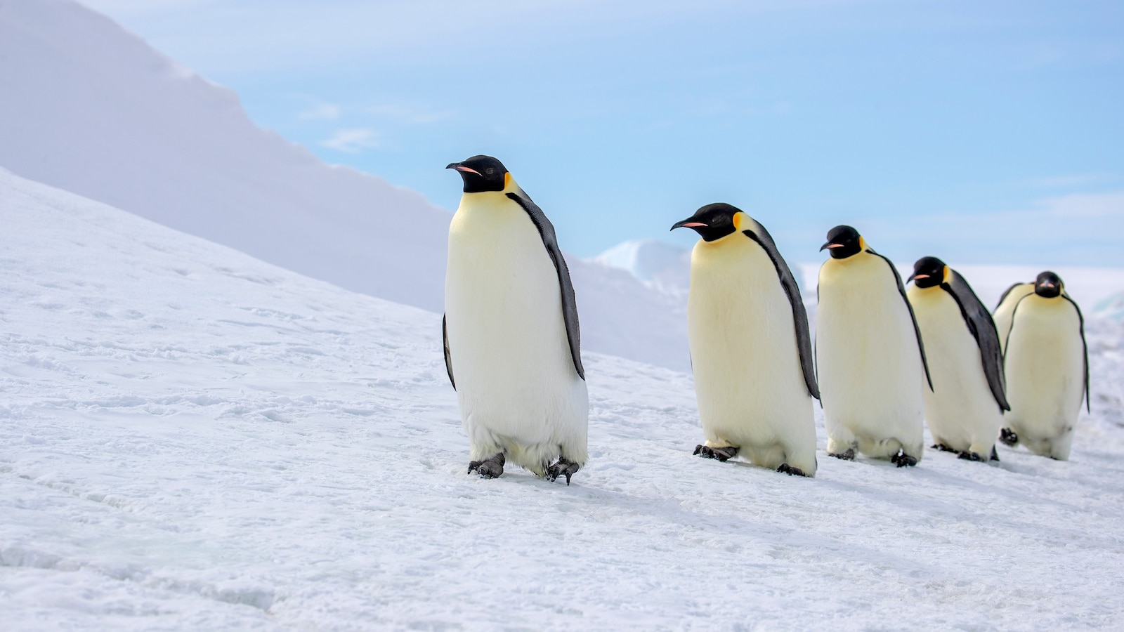 Emperor Penguin Now Endangered: IUCN Red List Update 2026