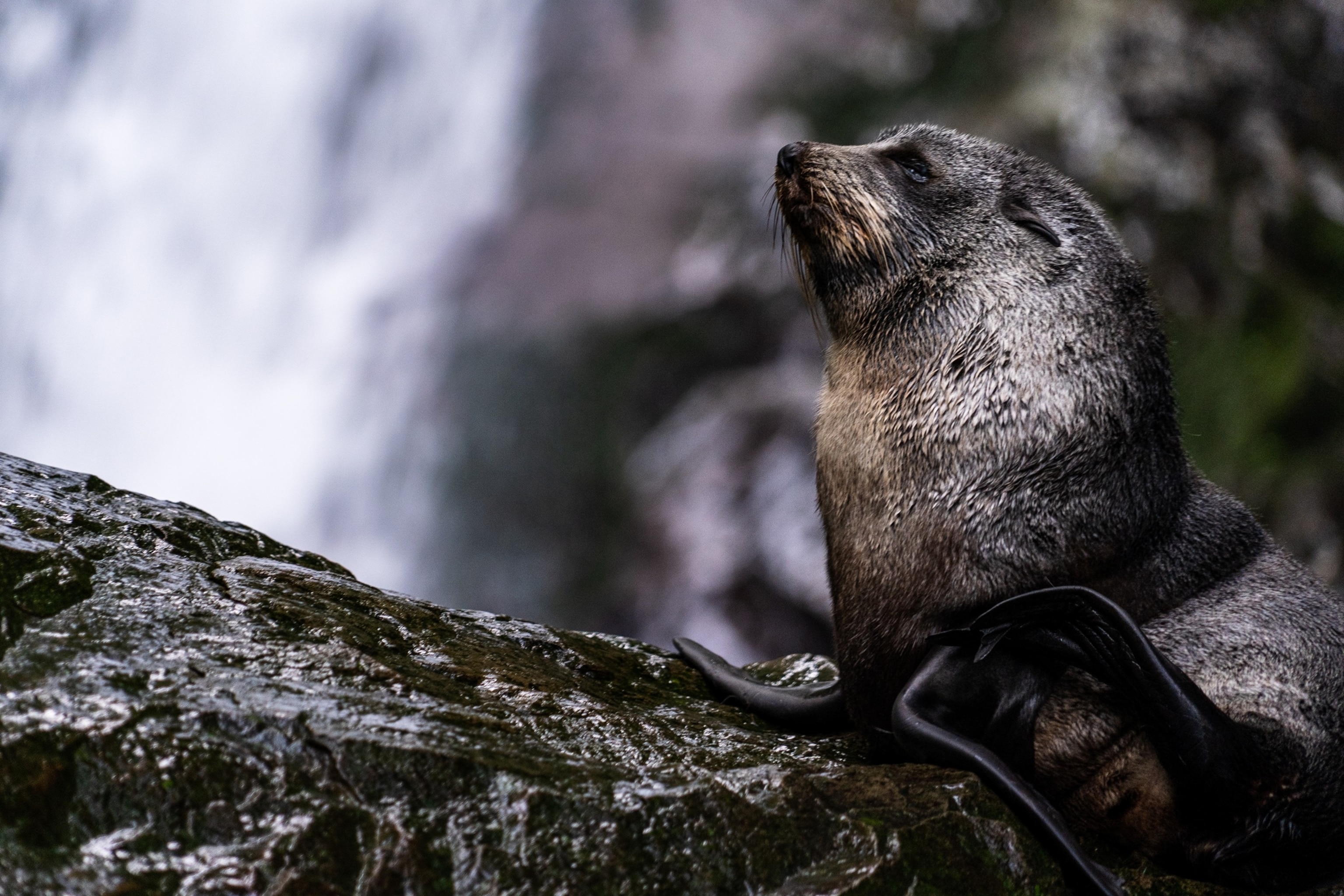 Antarctic fur seal, another species upgraded to Endangered by the IUCN