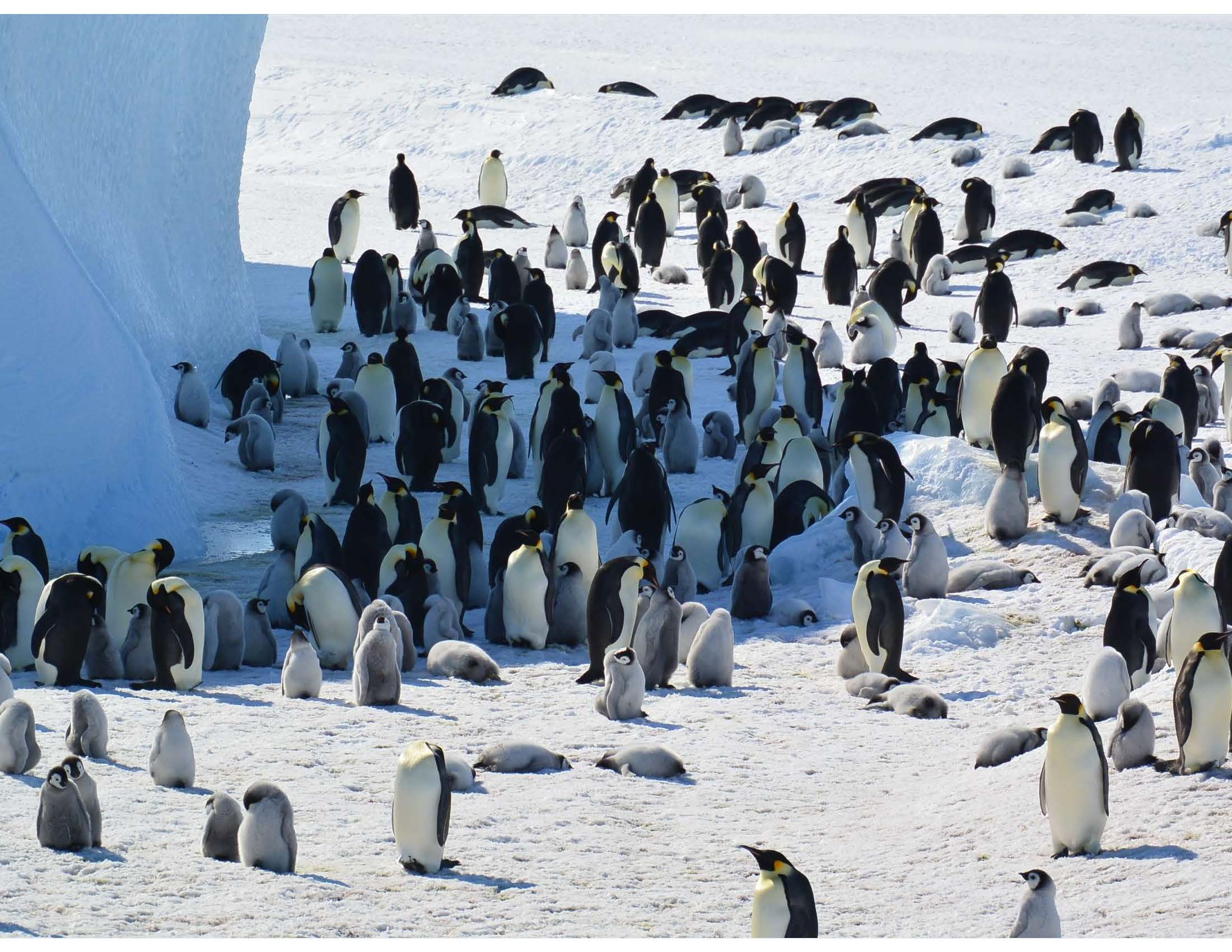 Emperor penguin chicks developing their feathers -- the most vulnerable stage